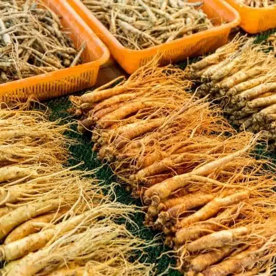 tous les bienfaits du ginseng