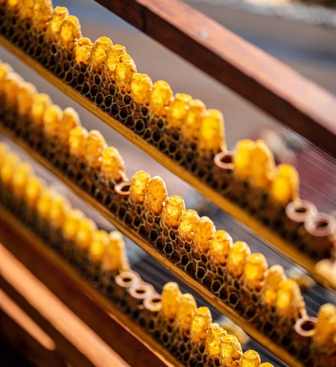 alveoles gelee royale e1665757859281
