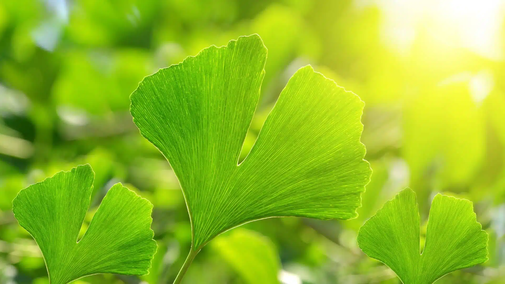 Ginkgo Biloba