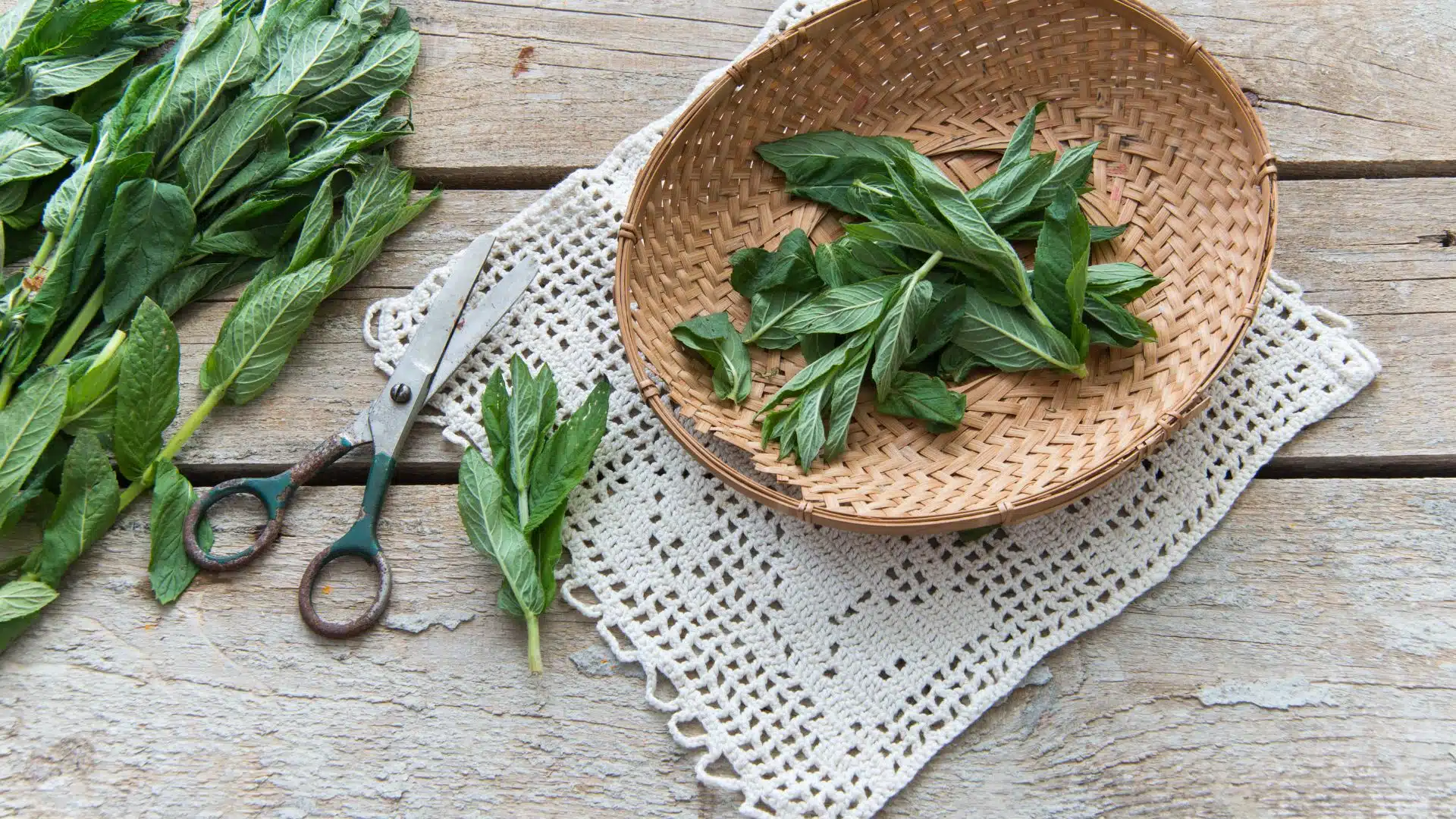 Les pouvoirs de la menthe poivrée