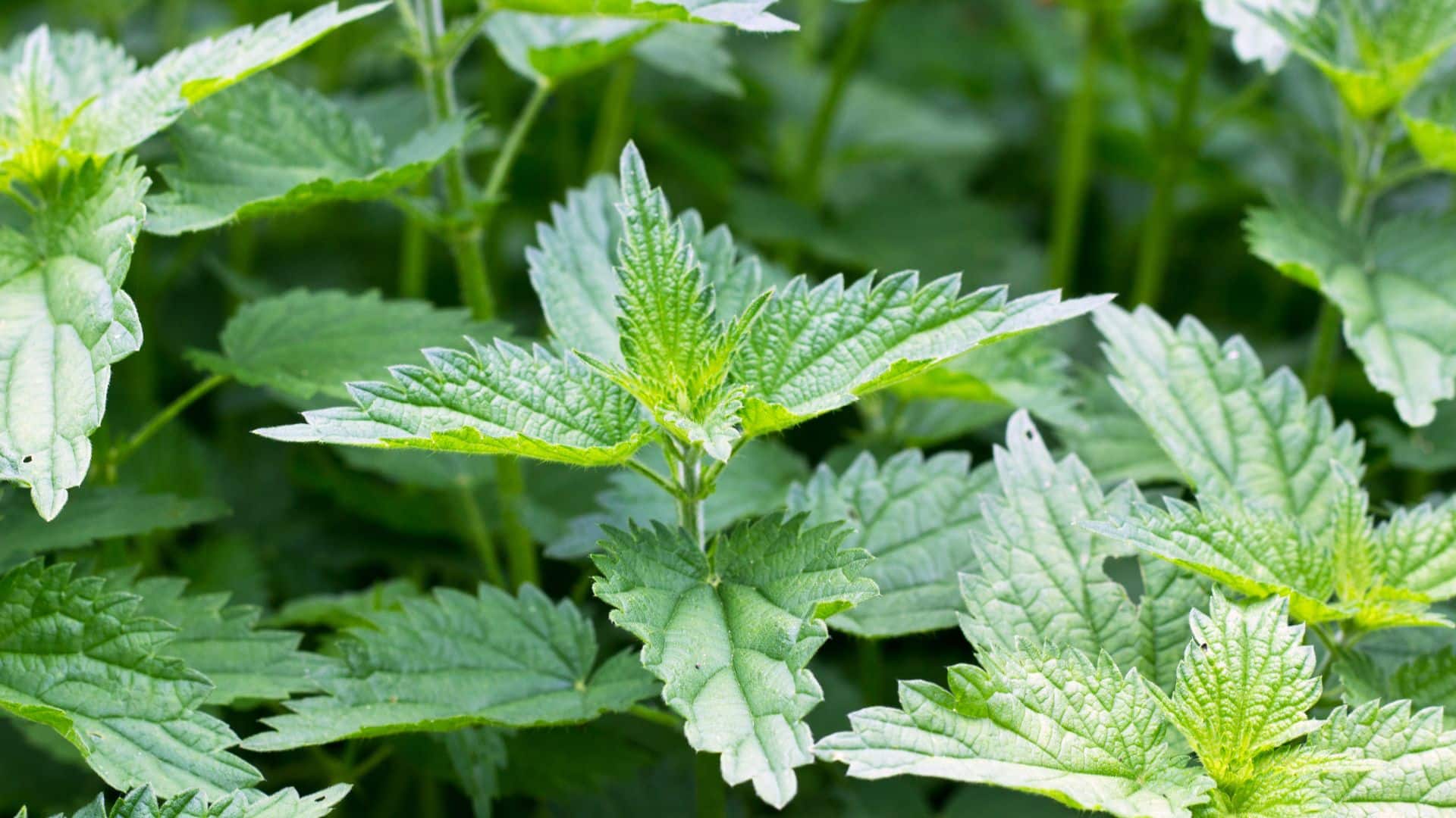 Les bienfaits de l'Ortie