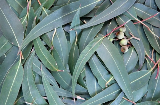 eucalyptus 2