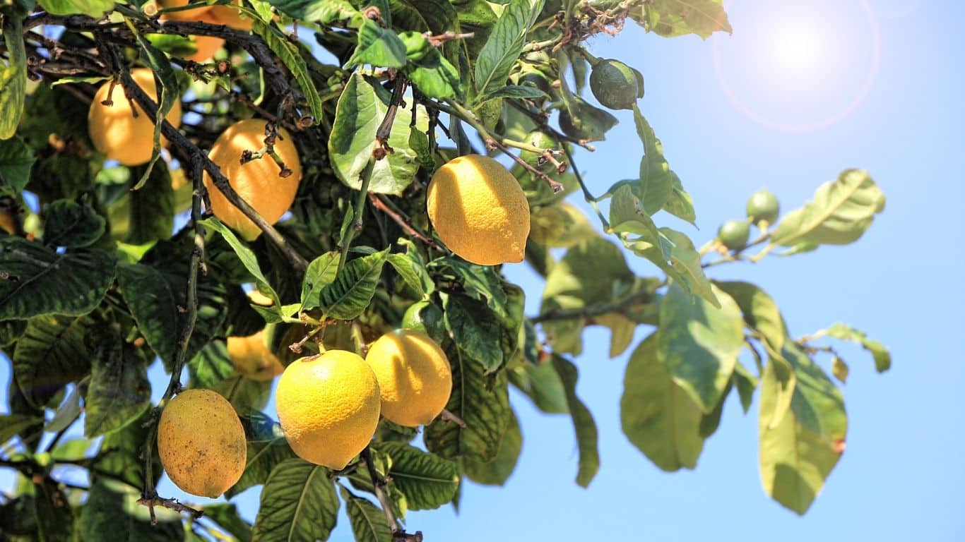 citron 1
